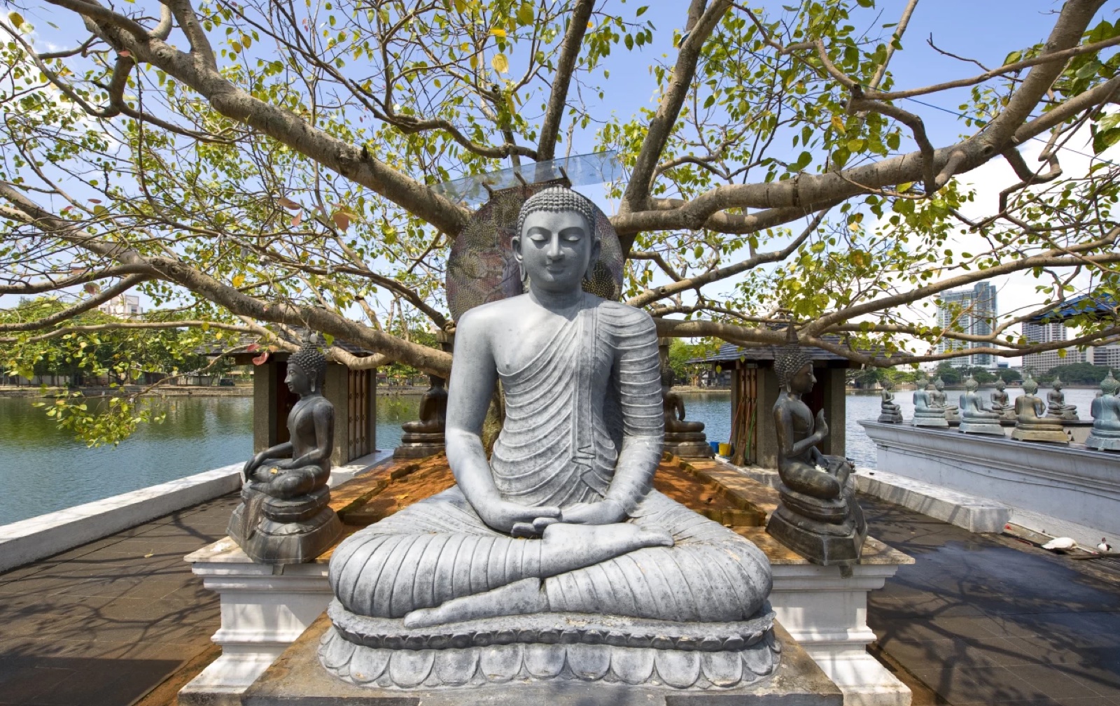 Seated Buddha statue beneath a bodhi tree, water and skyline behind